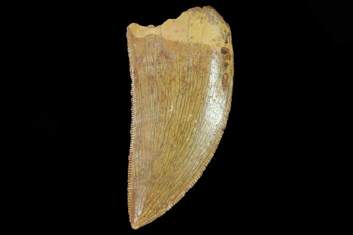 Serrated, Juvenile Carcharodontosaurus Tooth #80698